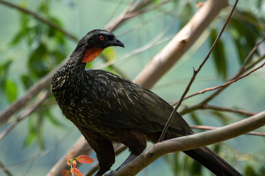 A Busca Pelo Jacu: Uma Experiência Para Poucos Paladares - inspiração 2