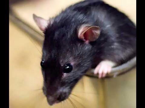 Saúde e Segurança: Os Riscos da Infestação de Ratos - inspiração 1