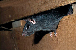 Métodos Caseiros Eficazes para Afastar Ratos - inspiração 1