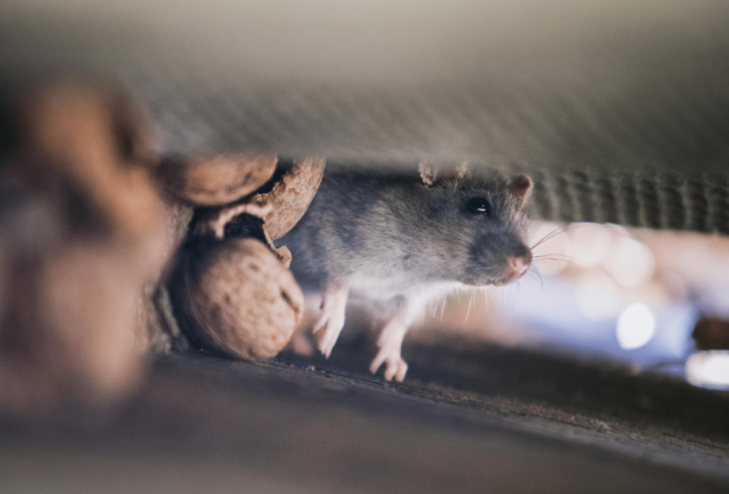Métodos Caseiros Eficazes para Afastar Ratos - inspiração 2