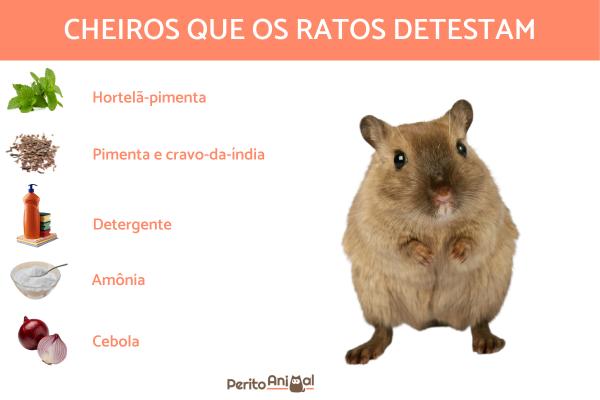 Repelentes Naturais: Opções Que Realmente Funcionam - inspiração 1