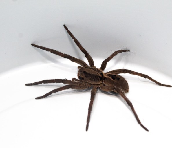 Como Escolher um Nome para uma Nova Descoberta (Científico) - inspiração 1