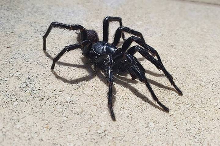 Como Escolher um Nome para uma Nova Descoberta (Científico) - inspiração 2