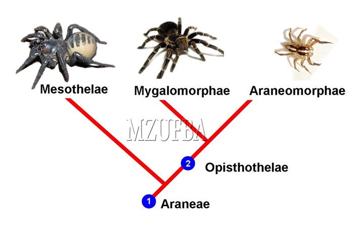 Nomenclatura Científica: A Base Global dos Nomes - inspiração 2