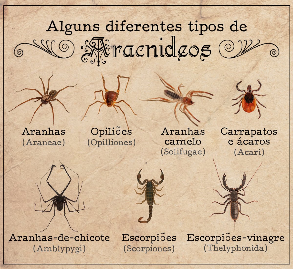 Nomes Populares: Como Elas Ganham Apelidos Comuns - inspiração 1