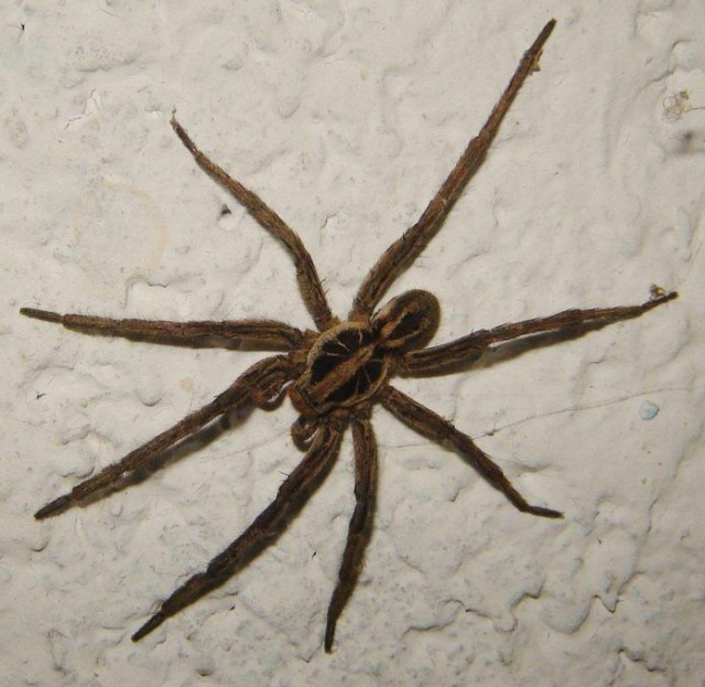 Nomes Inspirados em Comportamentos Específicos - inspiração 1