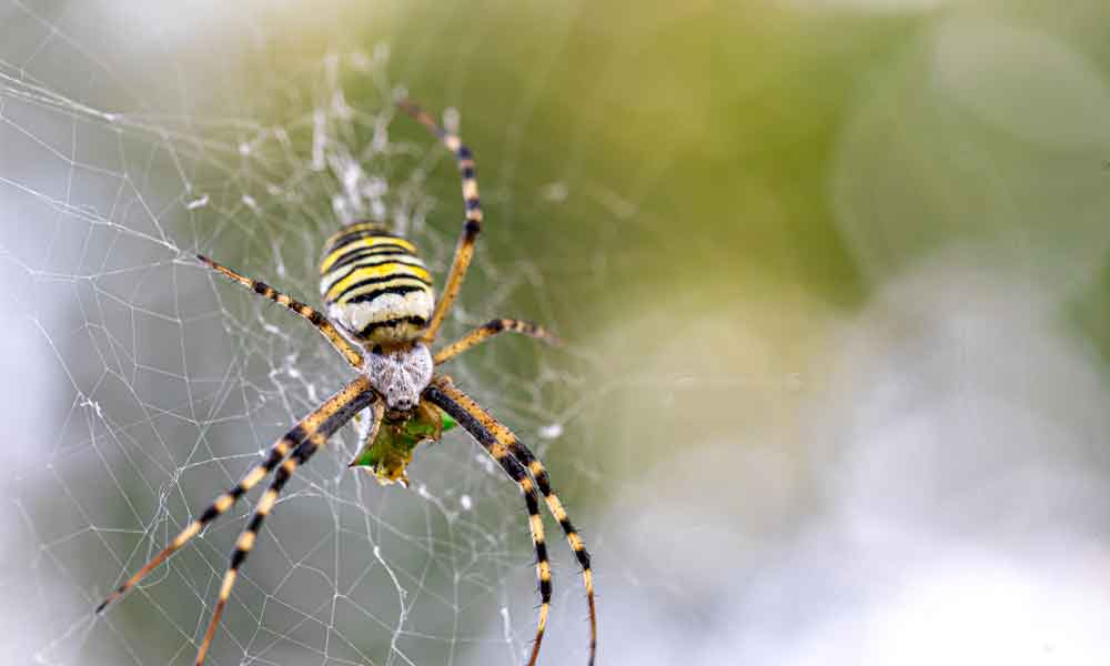 Figuras Históricas e Nomes de Aranhas - inspiração 2