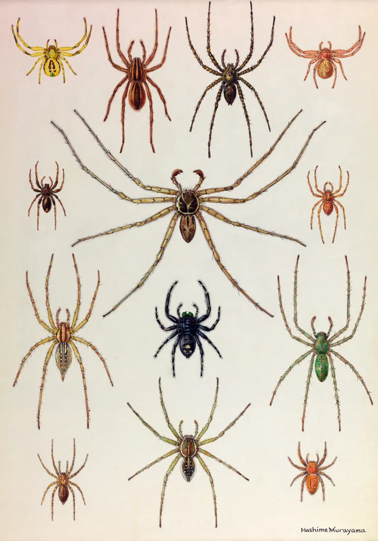 A Influência da Cultura Pop na Nomenclatura - inspiração 1