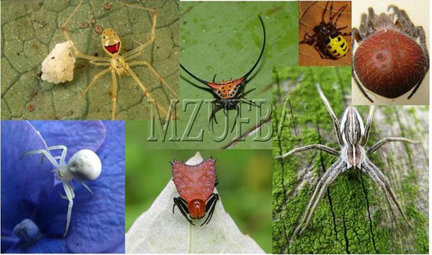 Erros Comuns e Mitos sobre Nomes de Aranhas - inspiração 2