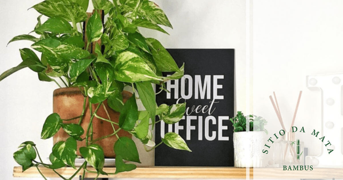 Poda Estratégica: Mantendo a Forma e Estimulando o Florescimento - inspiração 2