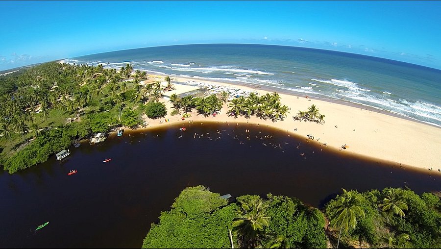 A Beleza da Vegetação Nativa: Detalhes que Fazem a Diferença - inspiração 1