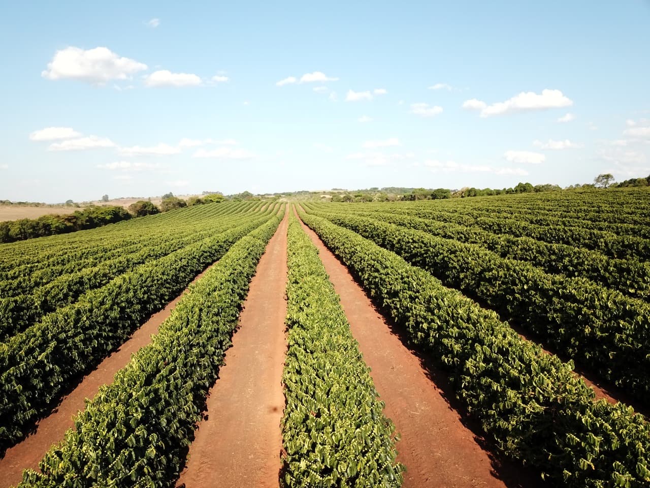 Guia Completo de Micronutrientes para Cafeeiros: Boro e Zinco