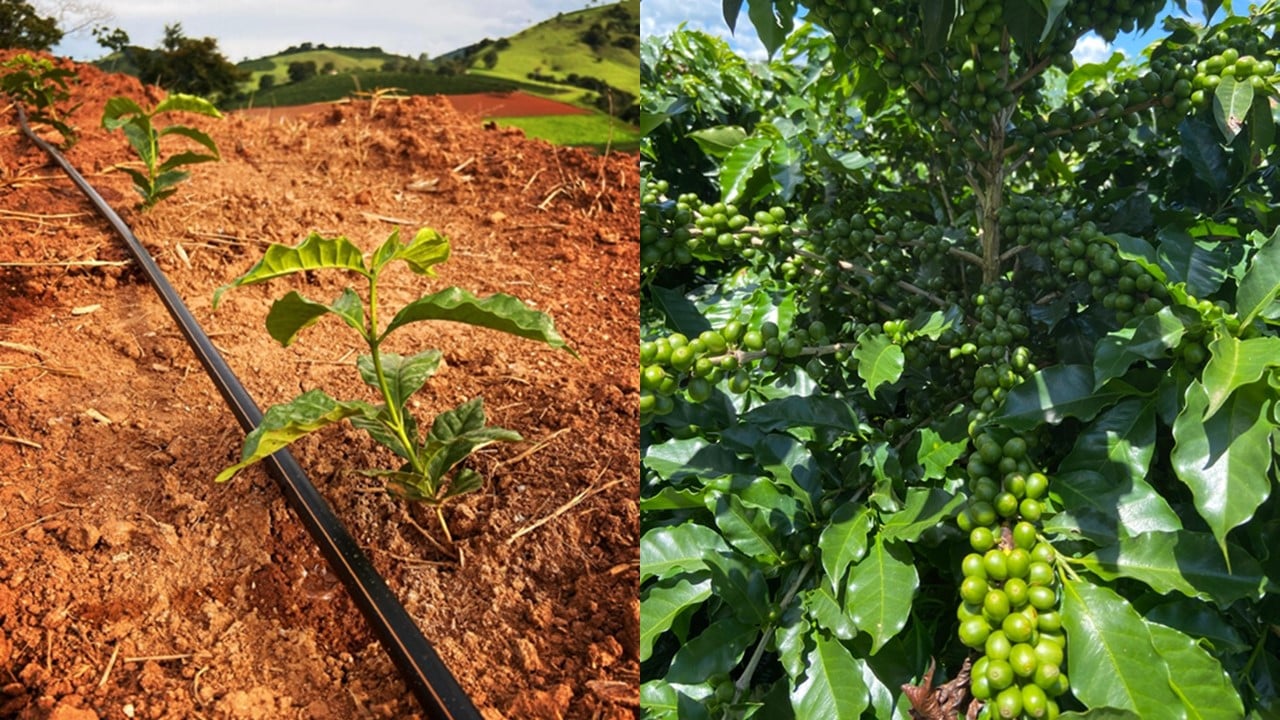 O Impacto do Parcelamento da Adubação na Produtividade do Café