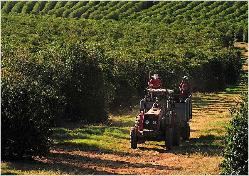 Adubação de Cobertura no Café: Quando e Como Aplicar
