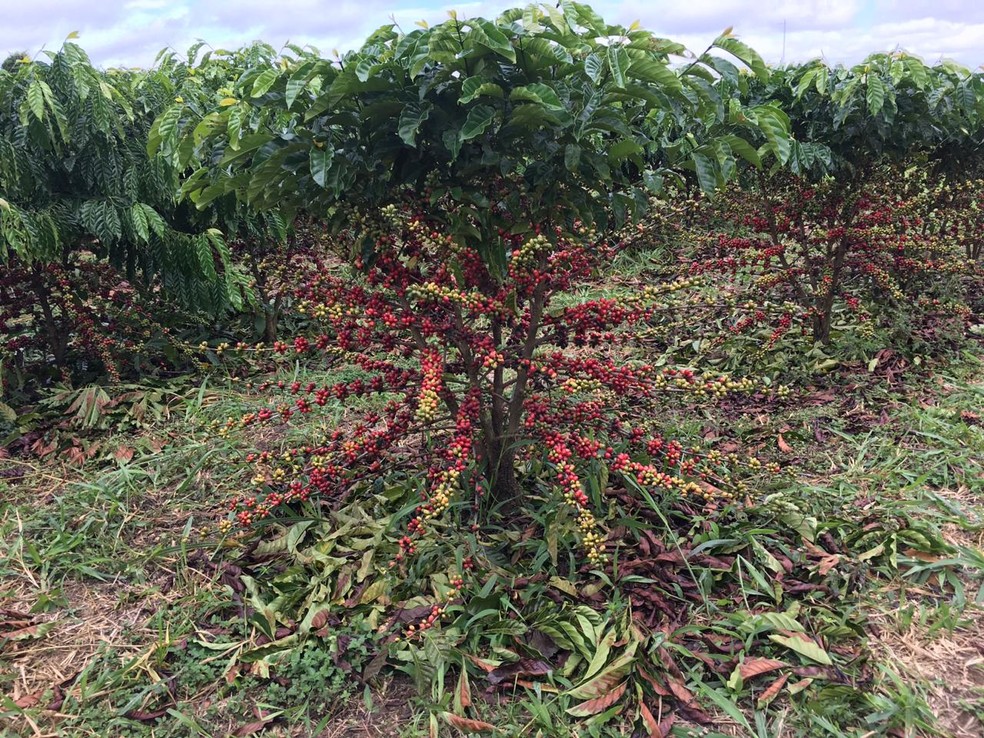 O Impacto do Parcelamento da Adubação na Produtividade do Café