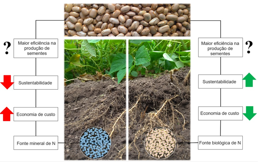 Análise de Solo Essencial para o Feijão