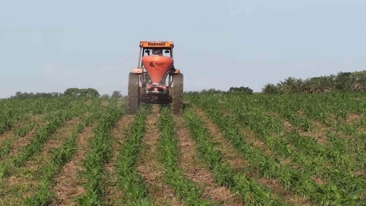 Como Calcular a Dose Correta de NPK para Feijão
