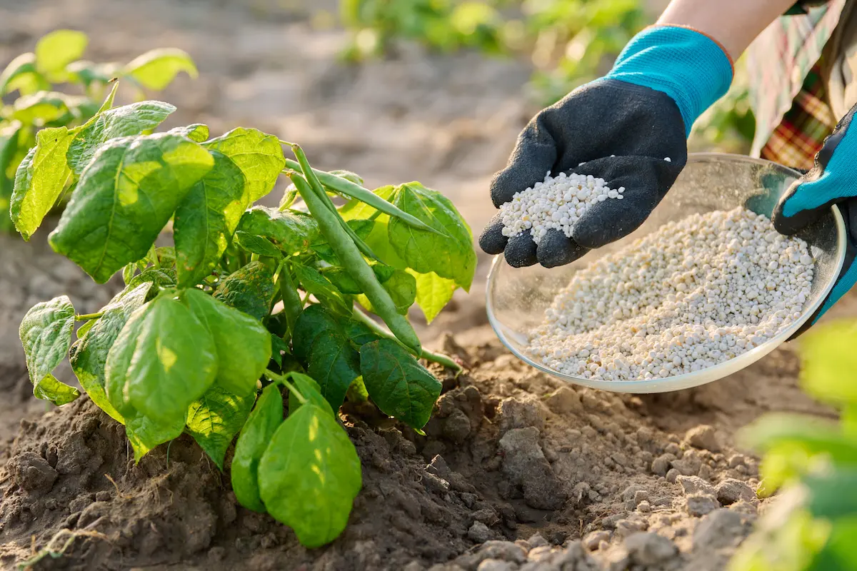 Micronutrientes Cruciais para a Produtividade do Feijão