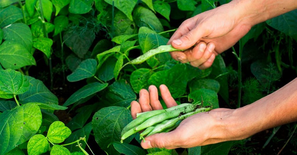 Os Melhores Formulados de NPK para o Plantio de Feijão