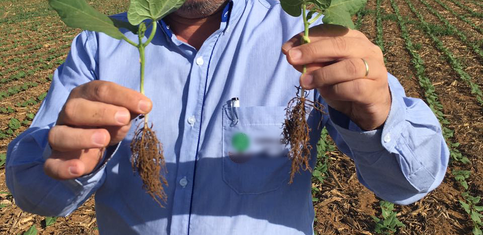 Manejo da Irrigação e Adubação Nitrogenada no Feijão