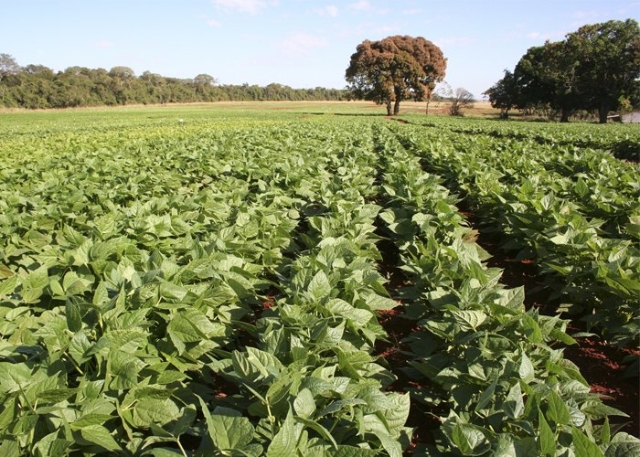 Micronutrientes Cruciais para a Produtividade do Feijão