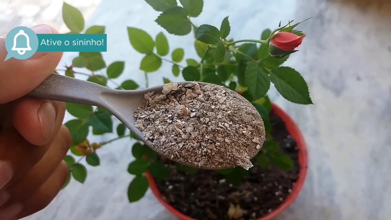 adubação para roseiras
