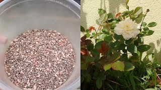 adubação para roseiras