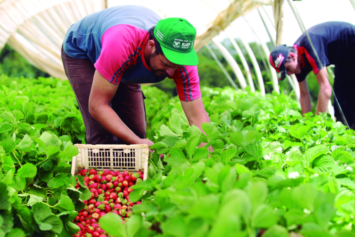 SPG vs. Auditoria: Qual a Melhor Certificação Orgânica para Seu Negócio?