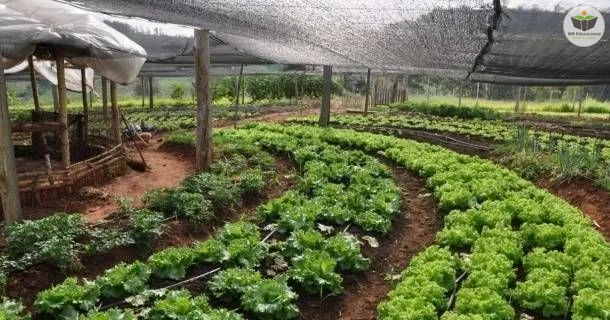 agricultura orgânica certificada