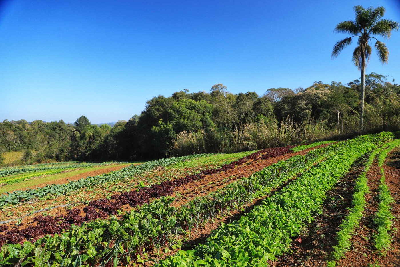 SPG vs. Auditoria: Qual a Melhor Certificação Orgânica para Seu Negócio?