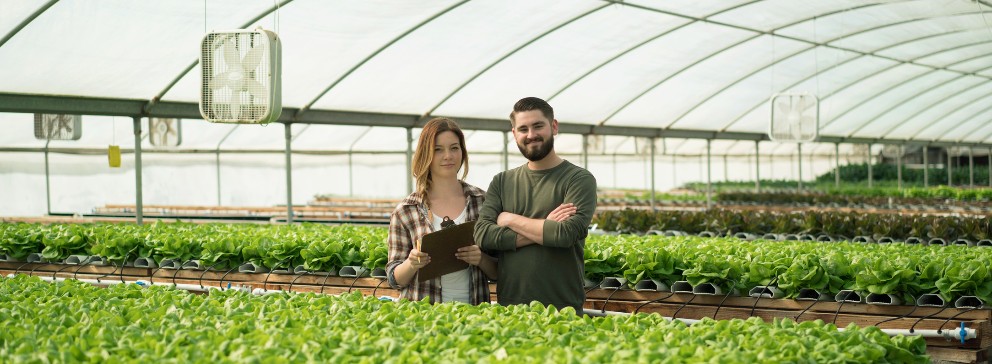 agricultura urbana e seus benefícios