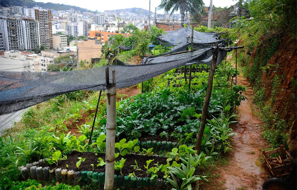 Guia Completo para Criar sua Horta Urbana em Casa
