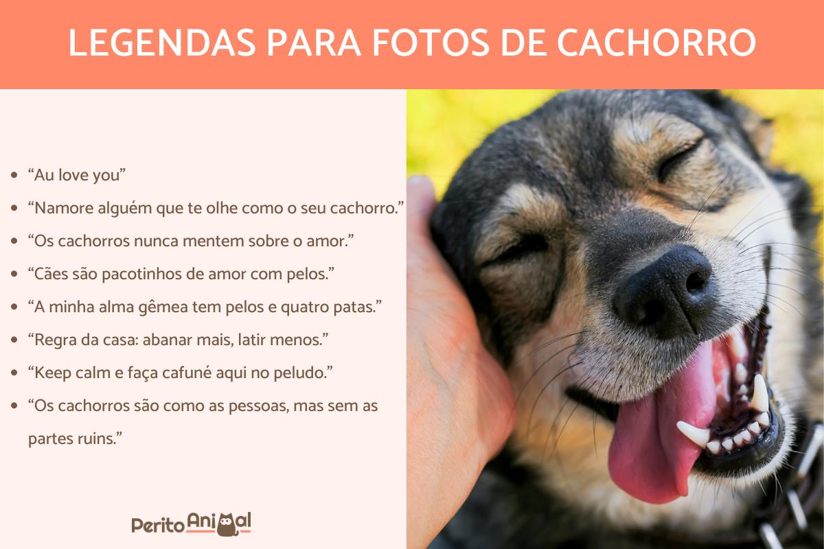 5 ideias de títulos:
1. As Melhores Frases Tumblr para Expressar o Amor pelo Seu Pet
2. Legendas Curtas e Doces para Fotos com Seu Melhor Amigo de Quatro Patas
3. Citações Marcantes que Capturam a Essência da Relação com Animais
4. Como Usar Frases Inspiradoras para Bio de Redes Sociais com Seu Pet
5. Frases Emocionantes para Homenagear um Pet que Já Partiu