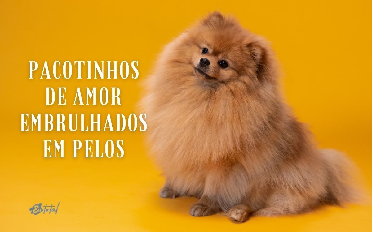 amor de pet frases tumblr