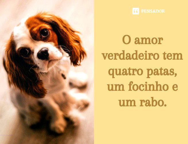 5 ideias de títulos:
1. As Melhores Frases Tumblr para Expressar o Amor pelo Seu Pet
2. Legendas Curtas e Doces para Fotos com Seu Melhor Amigo de Quatro Patas
3. Citações Marcantes que Capturam a Essência da Relação com Animais
4. Como Usar Frases Inspiradoras para Bio de Redes Sociais com Seu Pet
5. Frases Emocionantes para Homenagear um Pet que Já Partiu