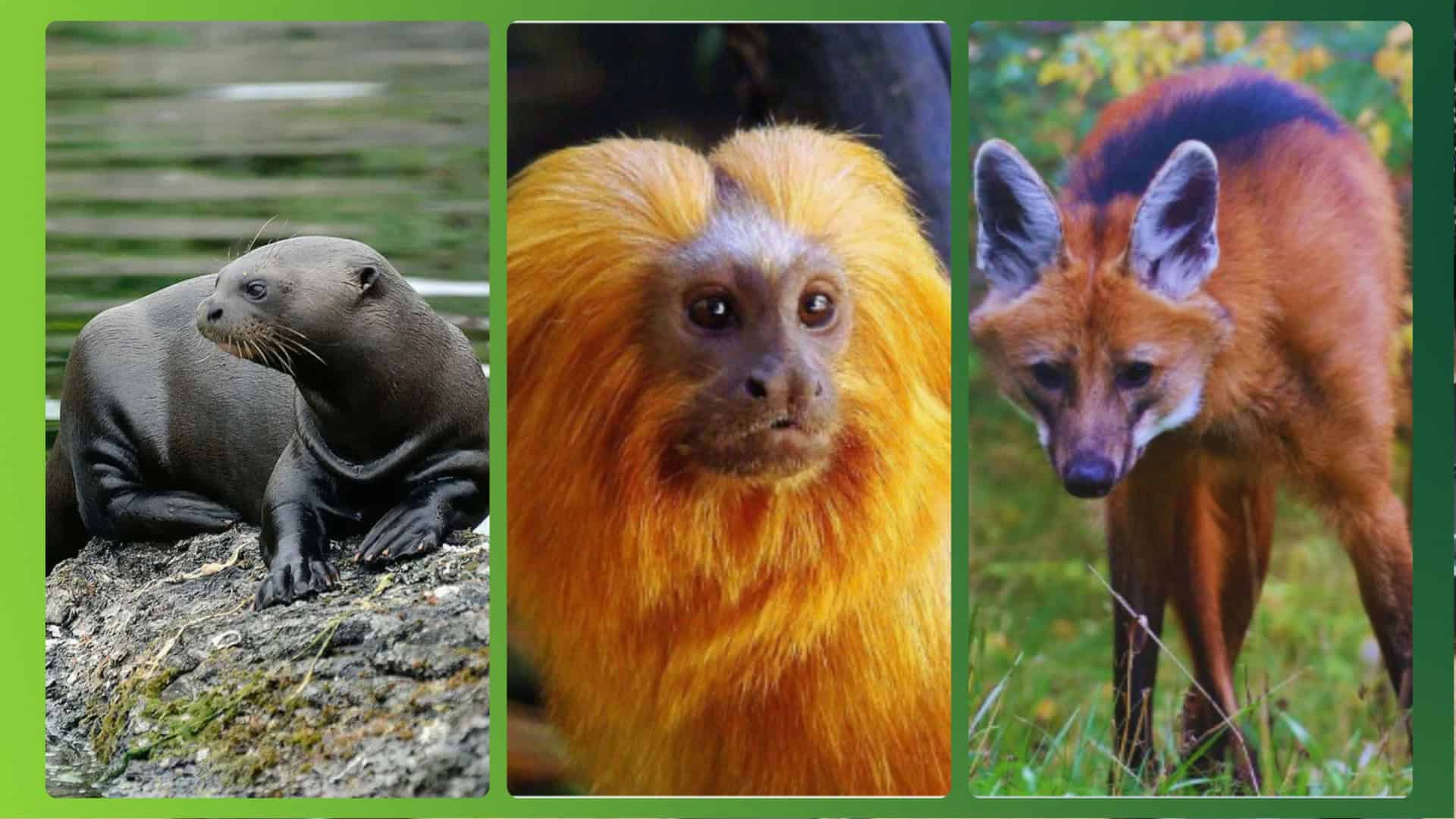 A Importância do ICMBio na Preservação da Fauna Brasileira