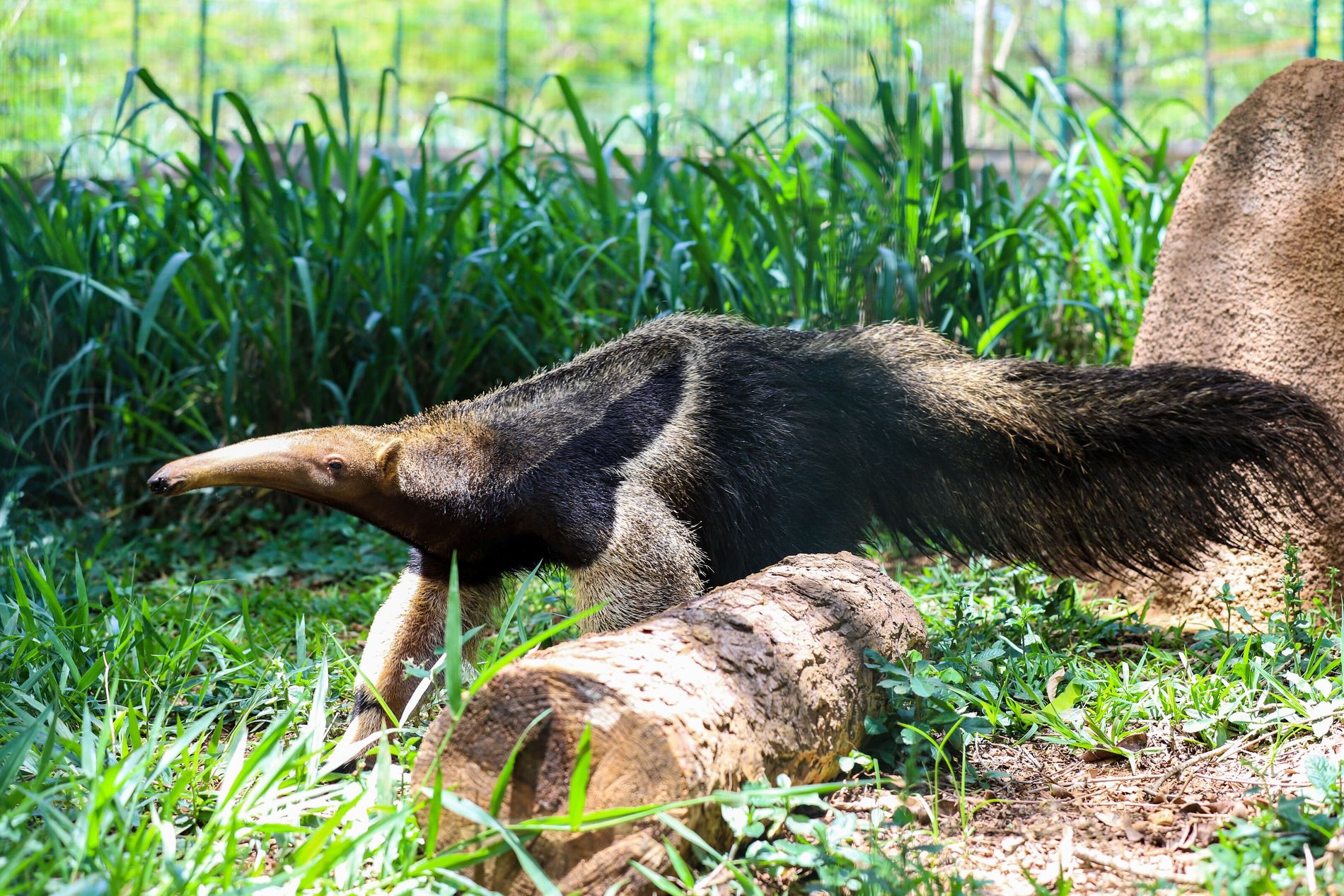 Os 'Big Five' do Cerrado: Quais são e por que são importantes?