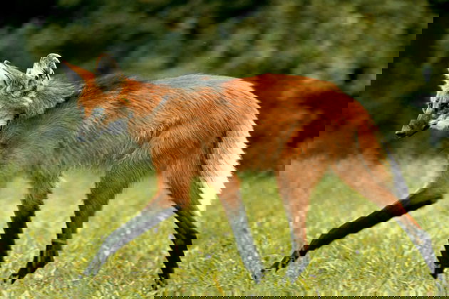 Desafios da Conservação no Cerrado: O que está sendo feito?