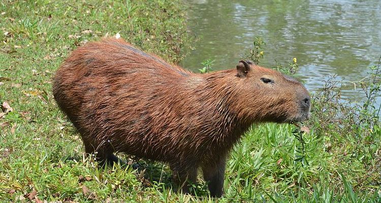 Invertebrados do Cerrado: A Fascinante Diversidade de Insetos