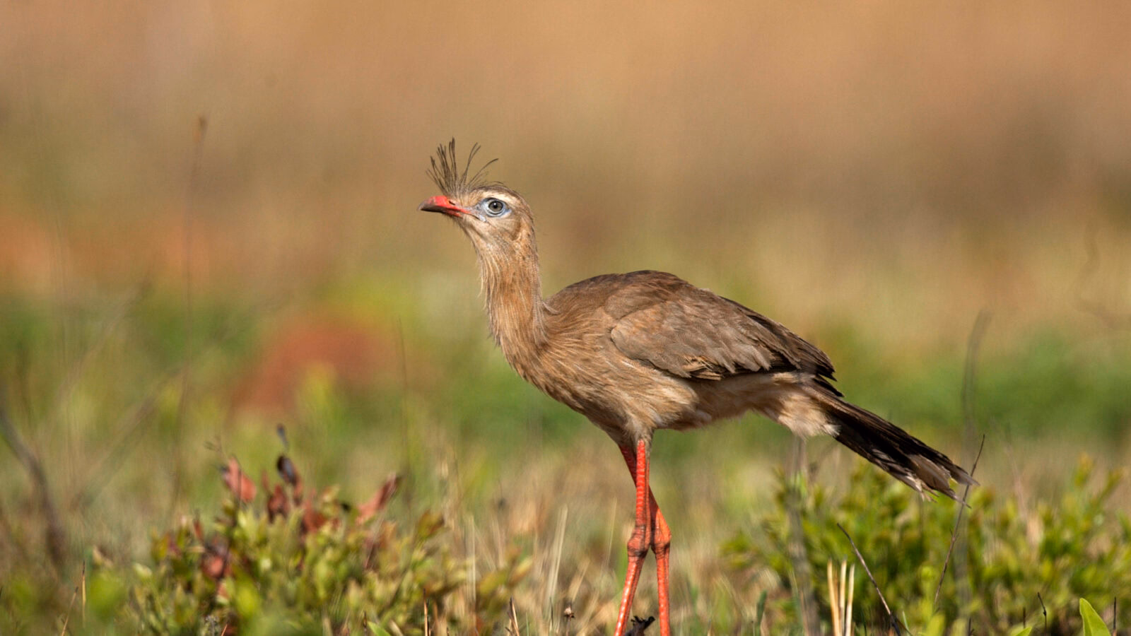 Os 'Big Five' do Cerrado: Quais são e por que são importantes?