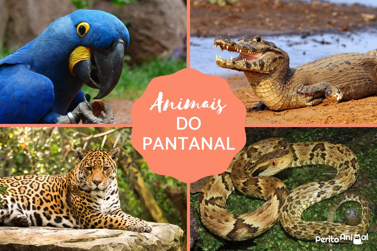 animais do pantanal