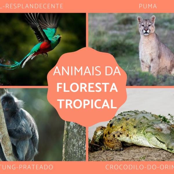 A Onça-Pintada: O Rei da Selva Americana e Sua Importância Ecológica