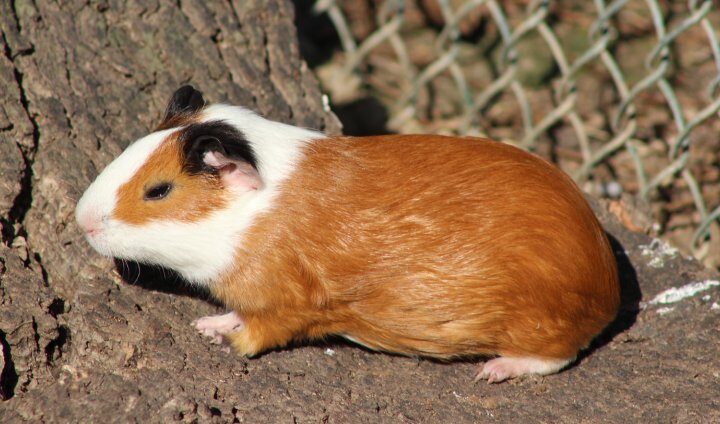 As Aves Mais Coloridas das Florestas Tropicais: Tucanos