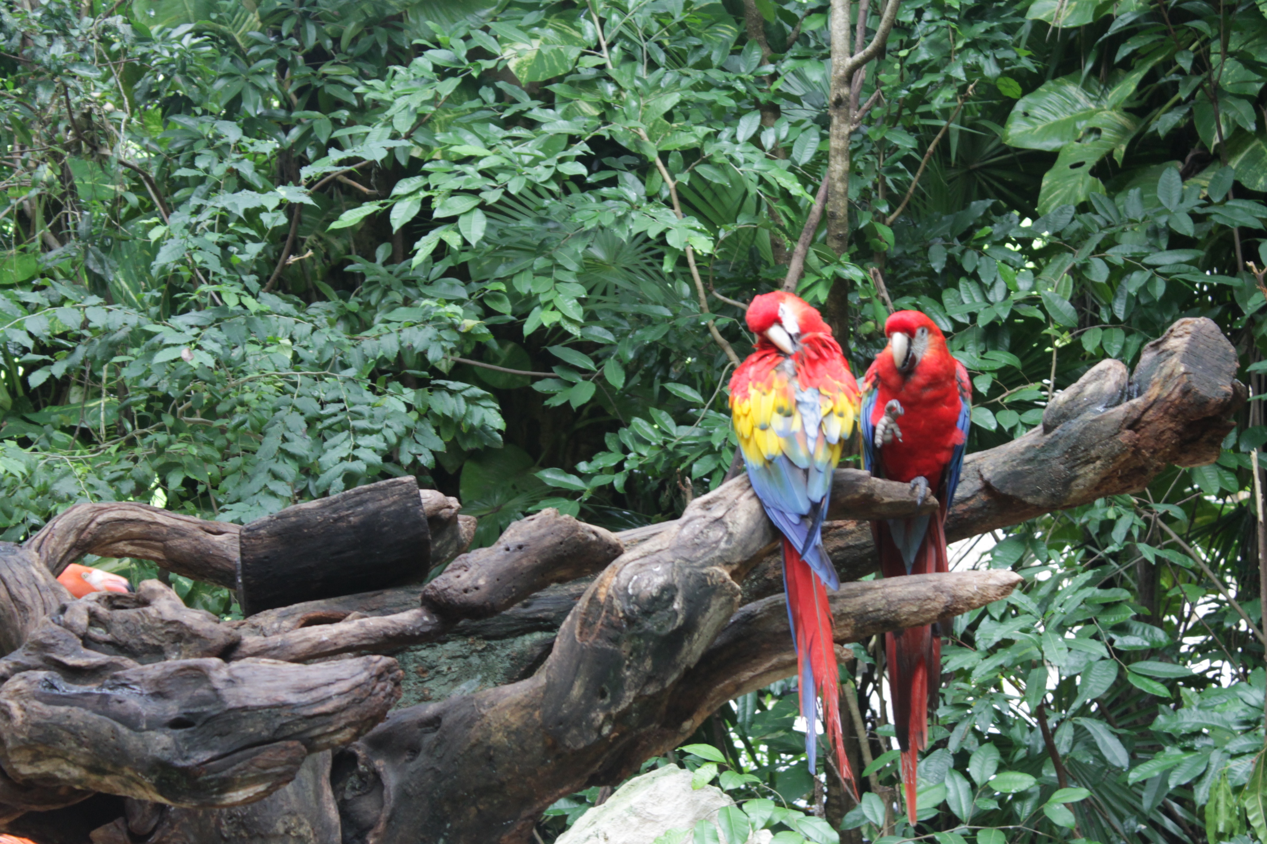 A Onça-Pintada: O Rei da Selva Americana e Sua Importância Ecológica