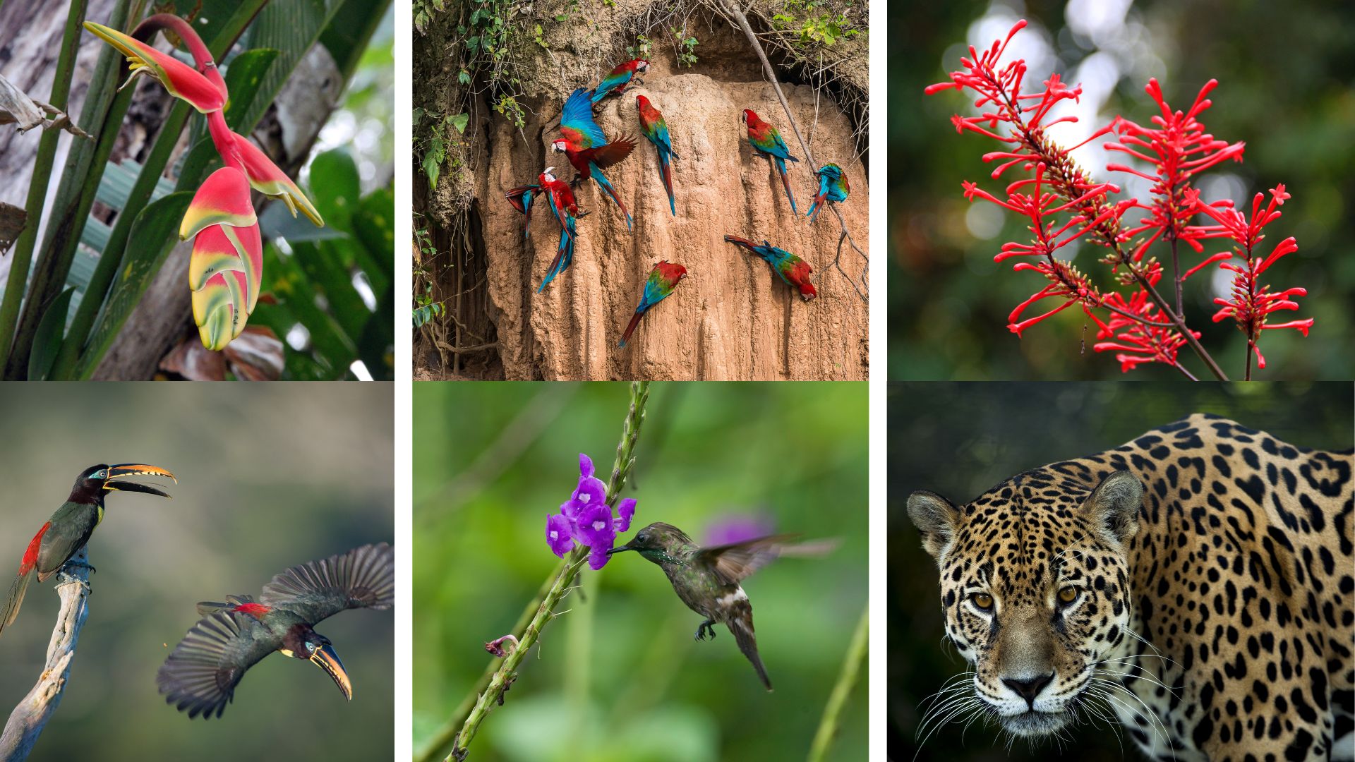 Macacos da Floresta Tropical: Diversidade e Adaptações Incríveis