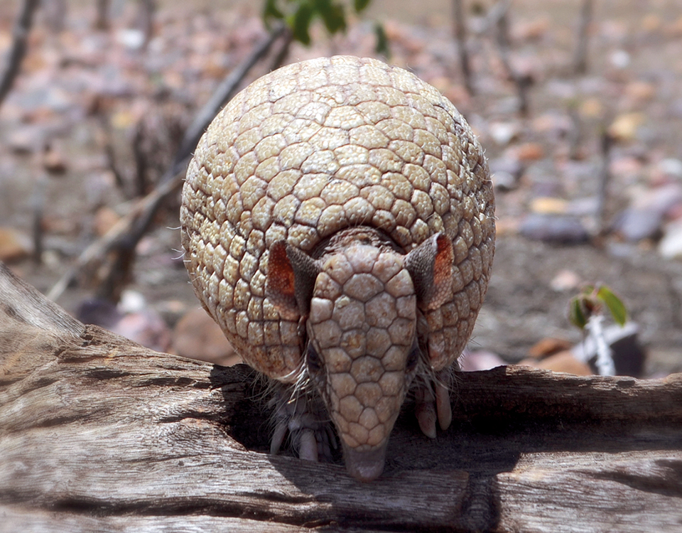 O Papel Crucial dos Invertebrados na Saúde da Caatinga