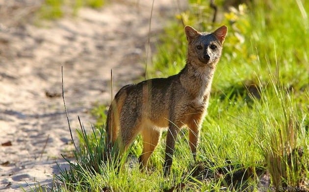 Desafios e Ameaças à Fauna da Caatinga: O Que Podemos Fazer?