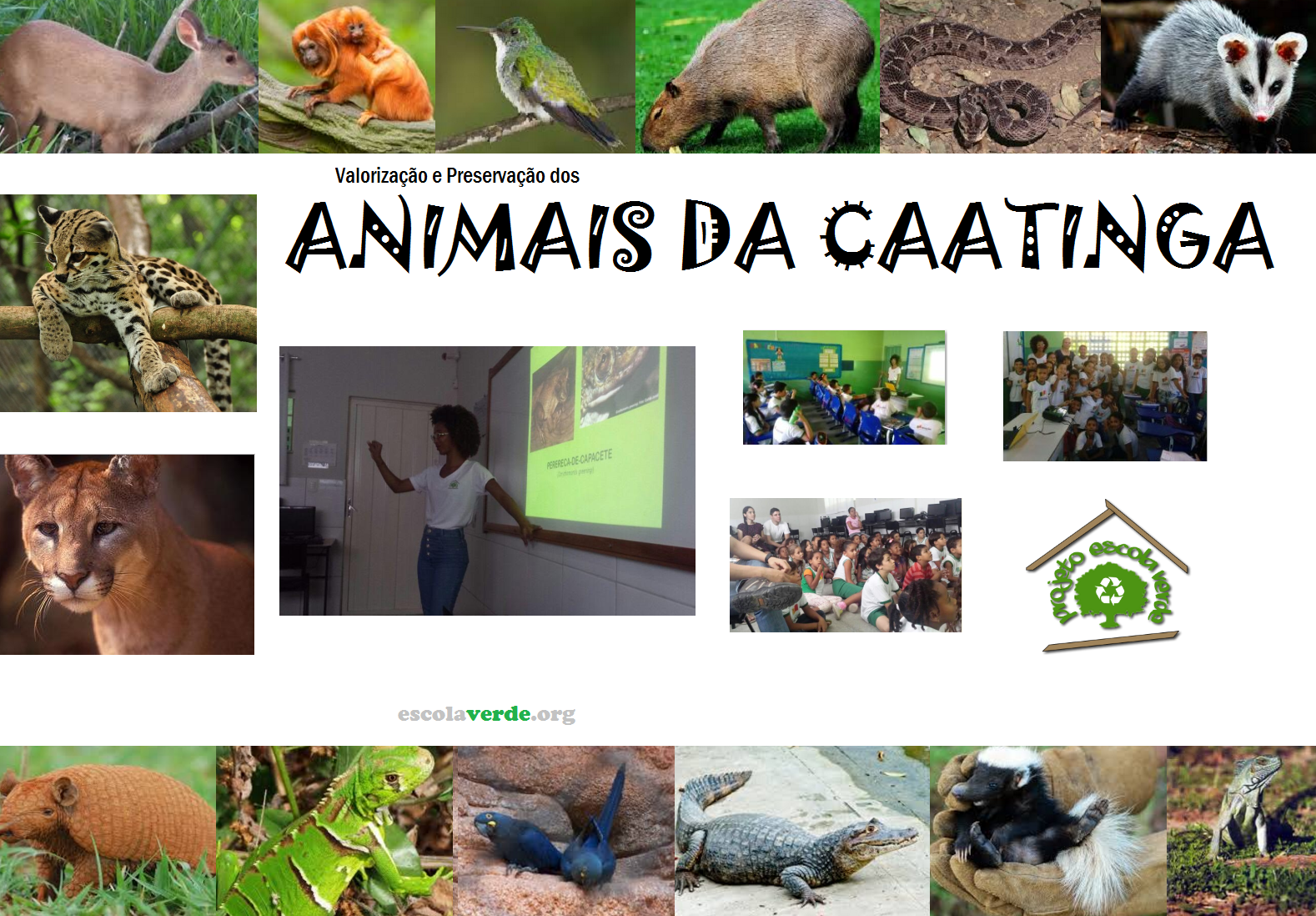 Répteis e Anfíbios da Caatinga: Estratégias de Sobrevivência ao Calor Extremo