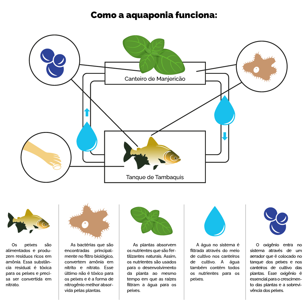 Aquaponia vs. Hidroponia: Qual o Melhor Sistema para Você?