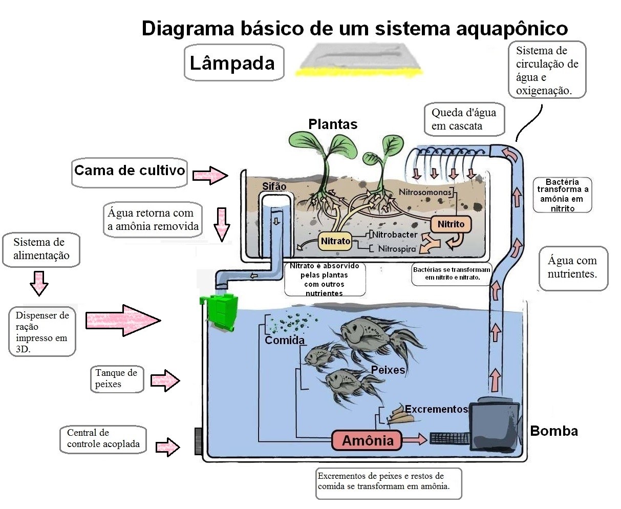 Guia Completo: Como Montar Seu Primeiro Sistema de Aquaponia em Casa